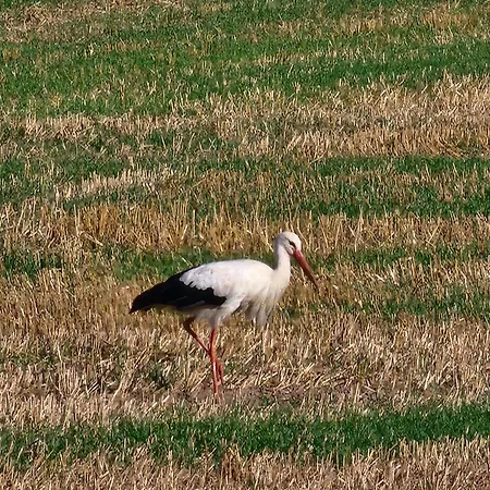 Πανσιόν Ferienapartment Mw 2b Weserbergland An Der Weser Inkl Kueche, Waesche, Lan, Parkplatz, Self Checkin Höxter