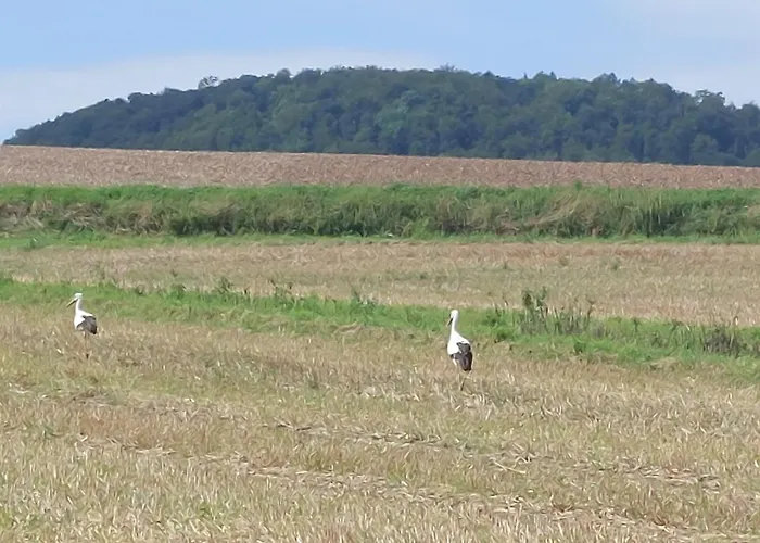 Πανσιόν Ferienapartment Mw 2b Weserbergland An Der Weser Inkl Kueche, Waesche, Lan, Parkplatz, Self Checkin Höxter