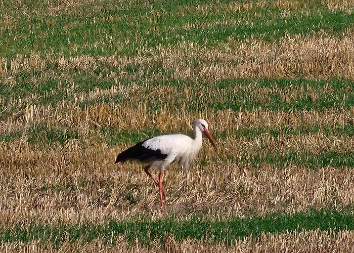 Πανσιόν Ferienapartment Mw 2b Weserbergland An Der Weser Inkl Kueche, Waesche, Lan, Parkplatz, Self Checkin Höxter